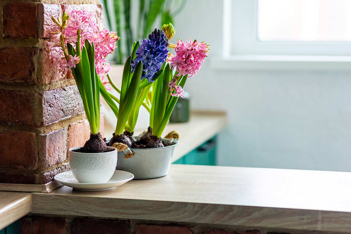 Bulbi in vaso sul muretto in casa.