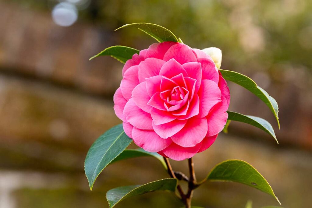 Camelia in vaso: il trucco del ‘terreno acido’ per avere fiori giganti (e cosa non mettere mai nel sottovaso)