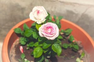 Concimazione delle rose per steli robusti e fiori grandi