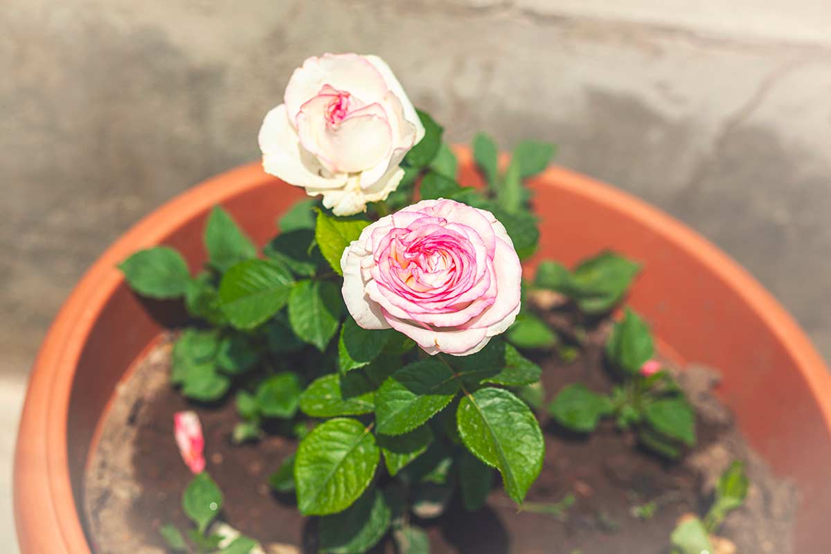 Concimazione delle rose per steli robusti e fiori grandi