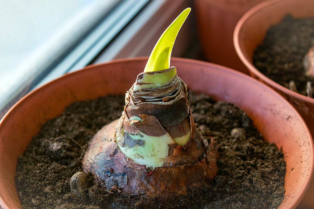 Bulbo che sta sbocciando dal terriccio in vaso.
