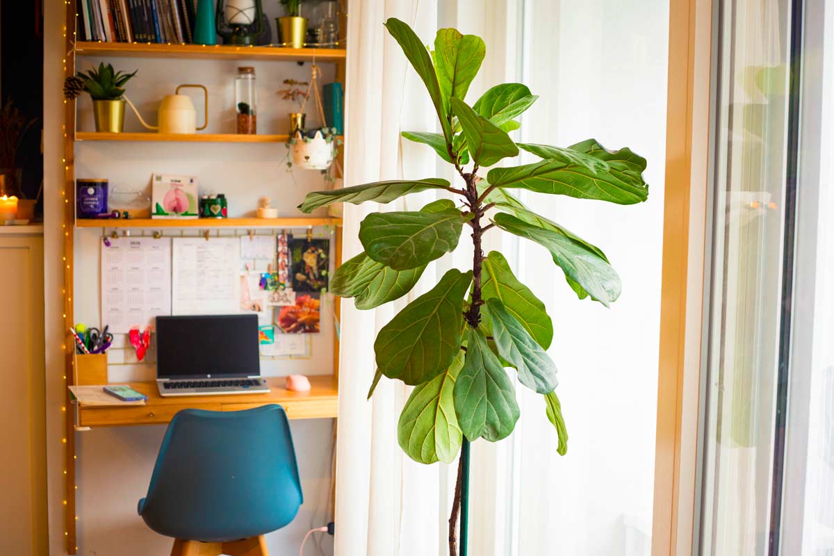 Ficus Lyrata a fusto alto accanto a una finestra luminosa, in primo piano davanti a una postazione di smart working con scrivania, sedia blu e mensole con oggetti decorativi.