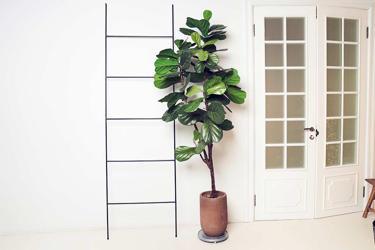 Ficus Lyrata a fusto alto in vaso, posizionato accanto a una parete bianca con scala decorativa minimal e porta finestra a vetri, in un salotto moderno e luminoso.