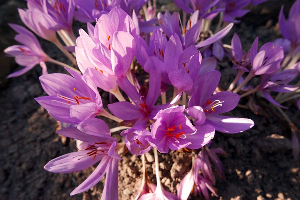 Fioriture d’inverno: le piante e i fiori che sbocciano a febbraio e scaldano l’attesa