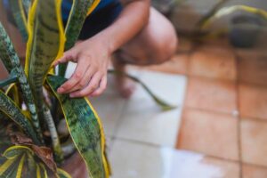 Foglie nere sulla Sansevieria