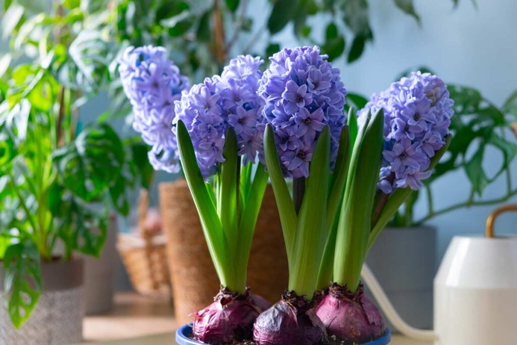 La stanza che rovina il giacinto: l’errore che lo fa appassire in due giorni