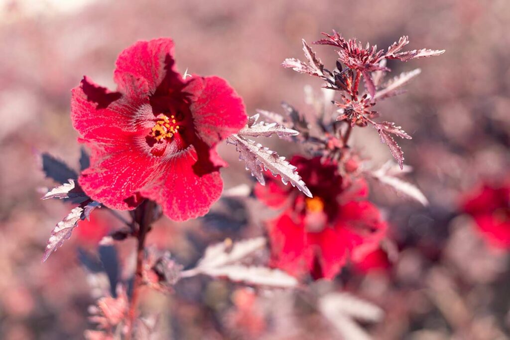 Ibisco spoglio dopo il gelo? Perché aspettare il 15 febbraio prima del taglio più deciso