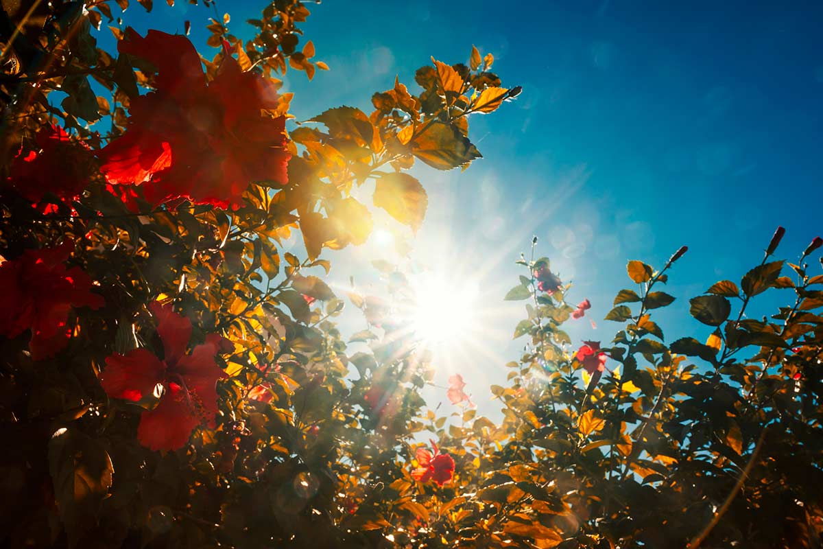 Pianta di Ibisco in giardino sotto il sole