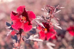 ibisco in giardino dopo il gelo