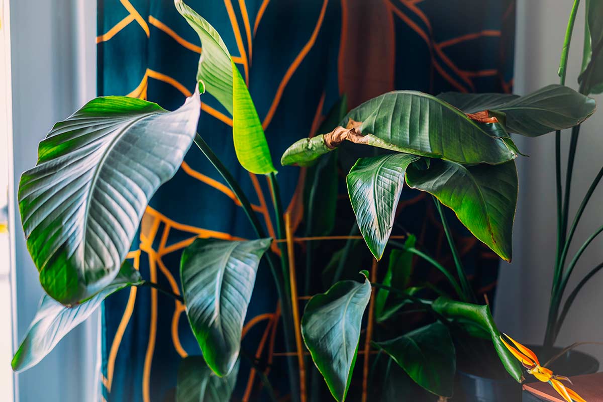 primo piano su una Strelitzia