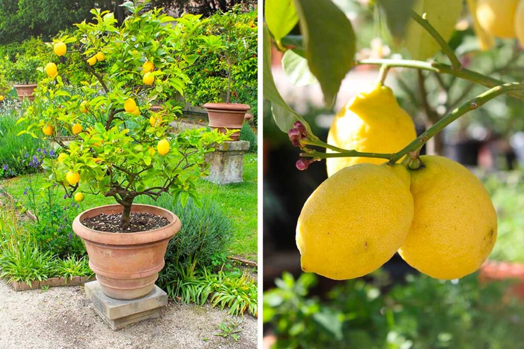 Limone in vaso: i 7 passaggi fondamentali per farlo superare l’inverno