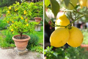 limone in vaso in giardino