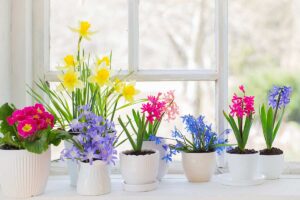 Fioriture di febbraio sul davanzale: primule, narcisi e bulbi precoci che resistono al freddo grazie a luce naturale e piccoli accorgimenti.
