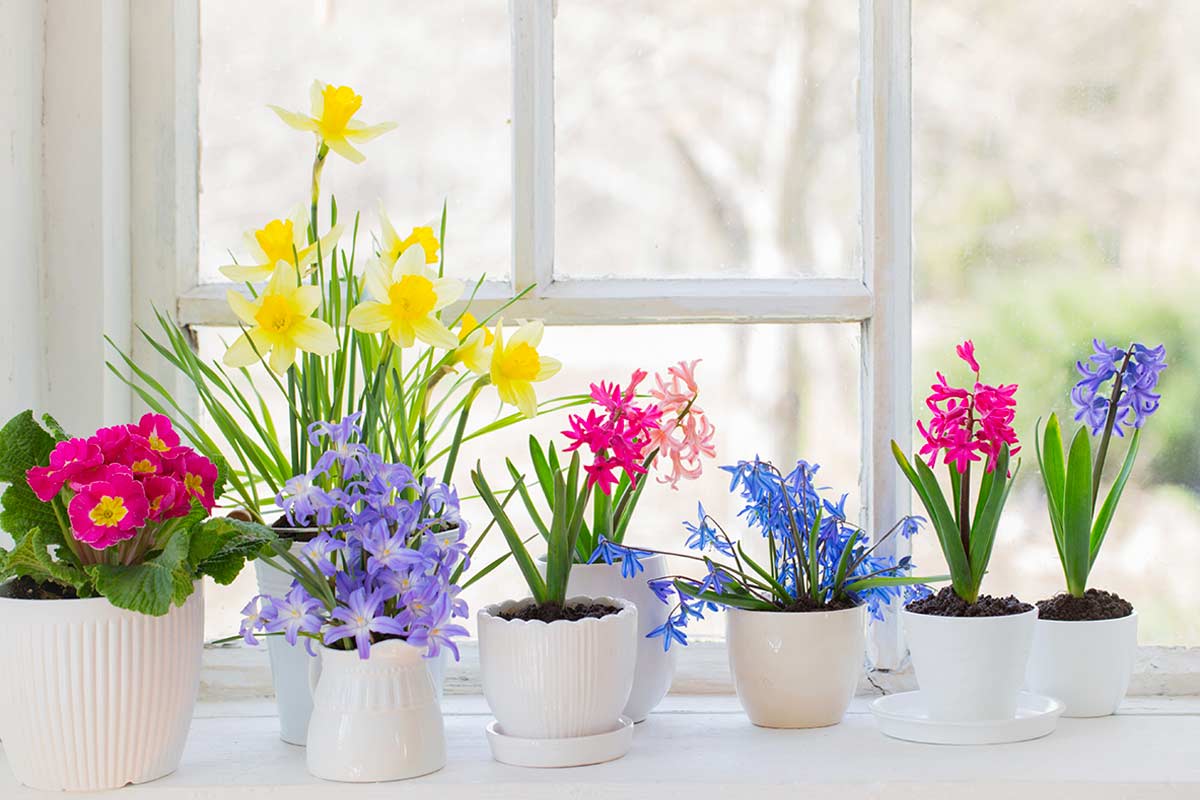 Fioriture di febbraio sul davanzale: primule, narcisi e bulbi precoci che resistono al freddo grazie a luce naturale e piccoli accorgimenti.