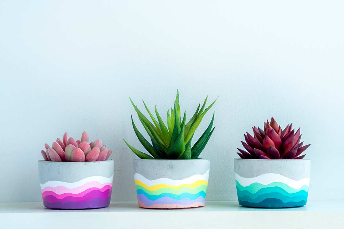 Tre piante grasse in vasi colorati, disposte in fila su sfondo bianco con spazio vuoto ai lati.