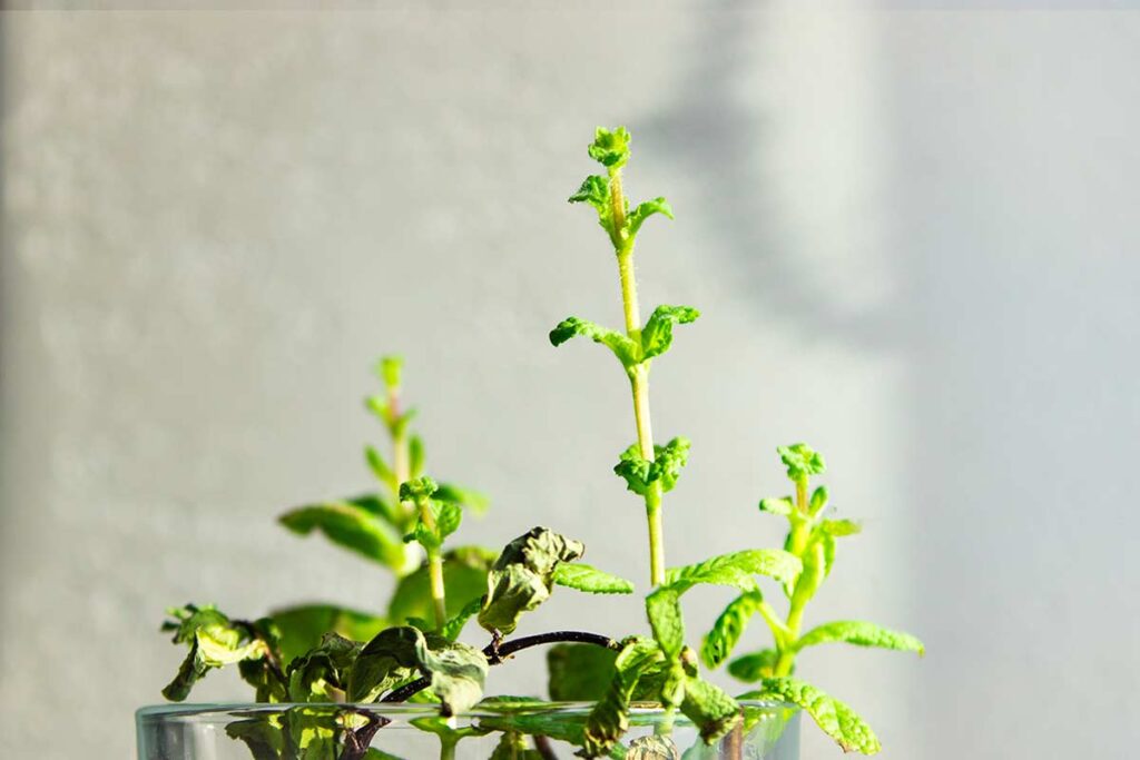 Menta in casa d’inverno: dove posizionarla per non farla soffrire