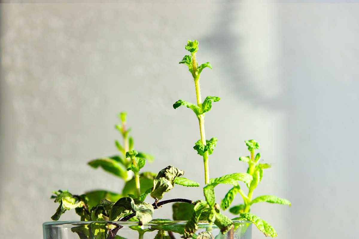 Vaso di menta in casa durante l'inverno