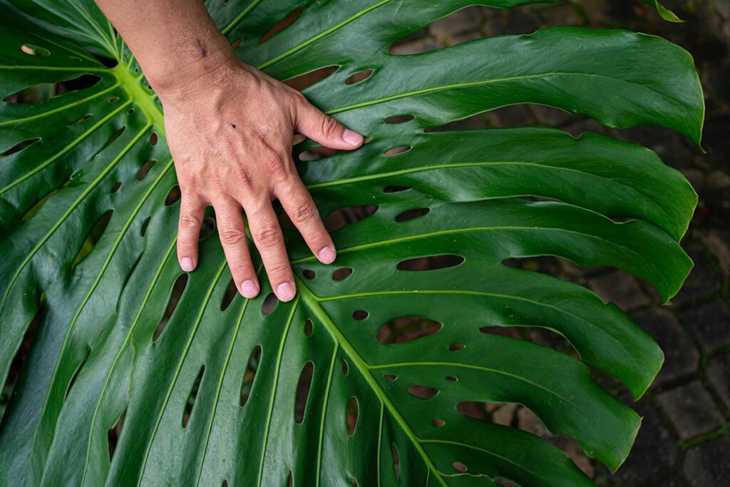 Monstera Deliciosa: il trucco per far crescere foglie giganti anche in appartamento