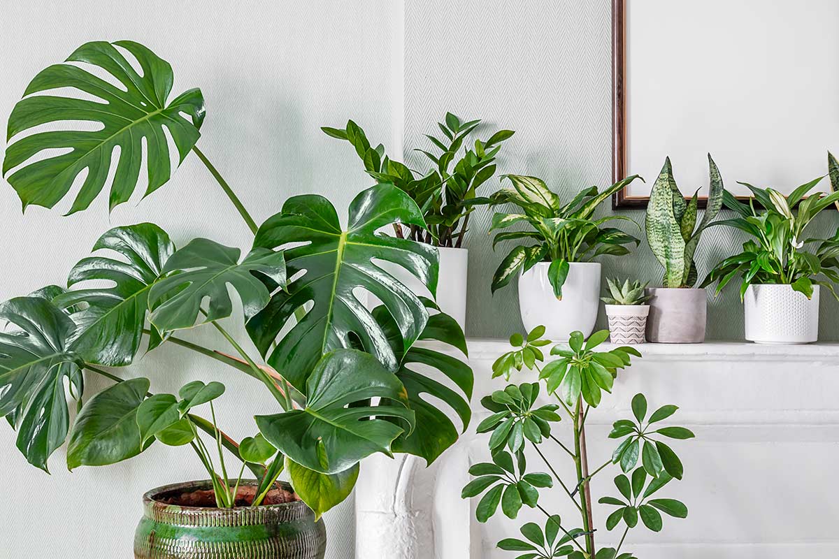 monstera deliciosa in appartamento