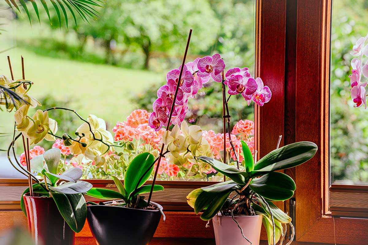 Orchidee fiorite sul davanzale.