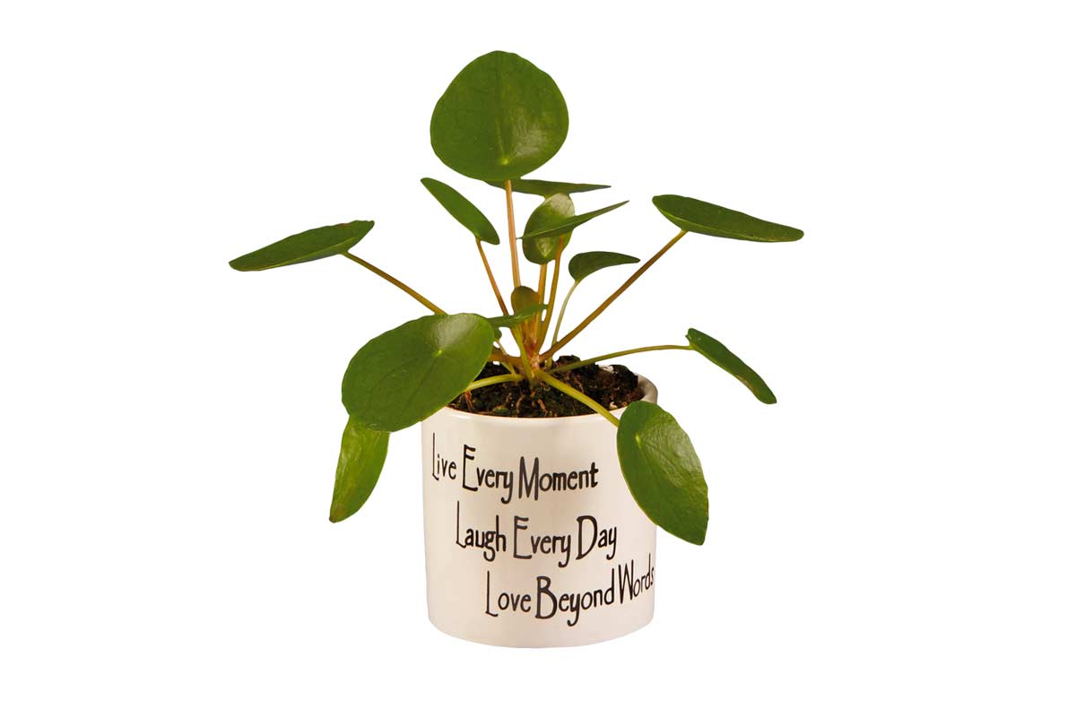 Mini pilea in vaso da Lidl