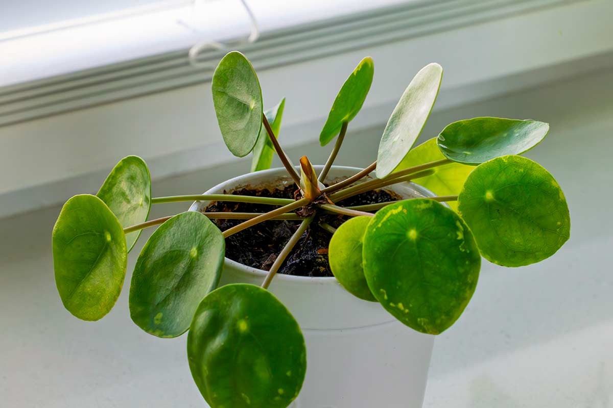 Pilea Mini da Lidl