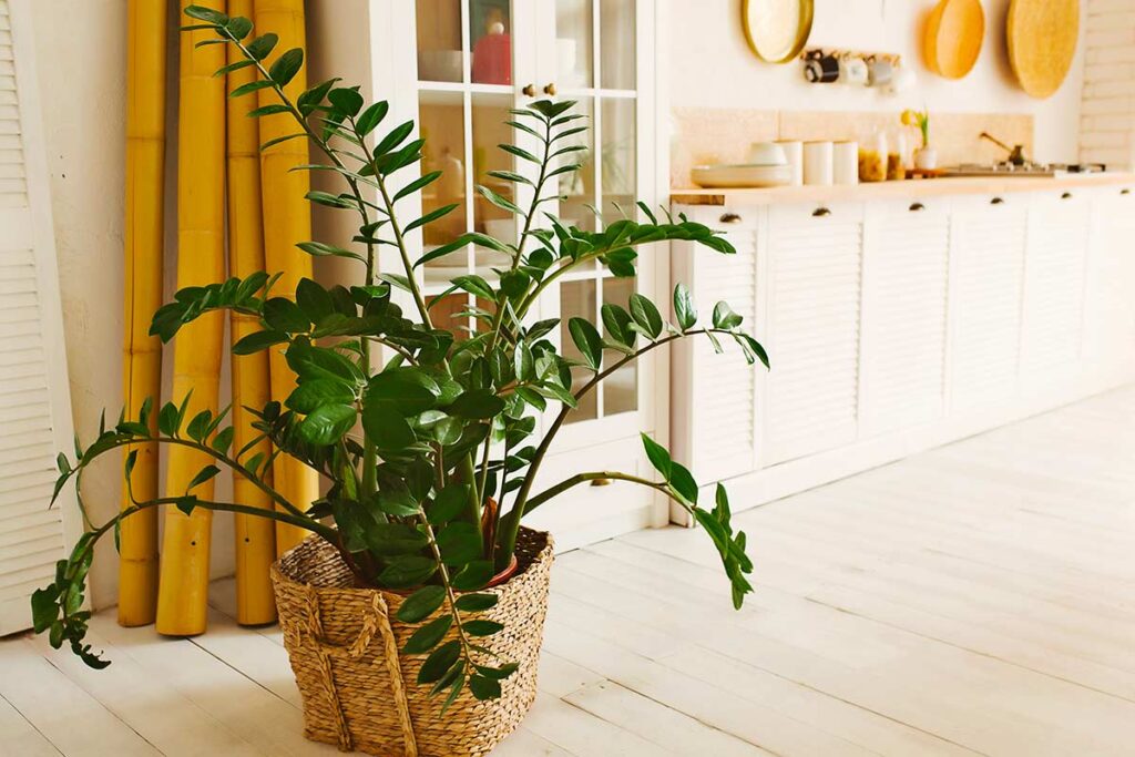 Piante da ombra: le migliori soluzioni per angoli della casa dove non arriva mai il sole