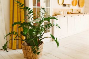 Piante da ombra per interno.