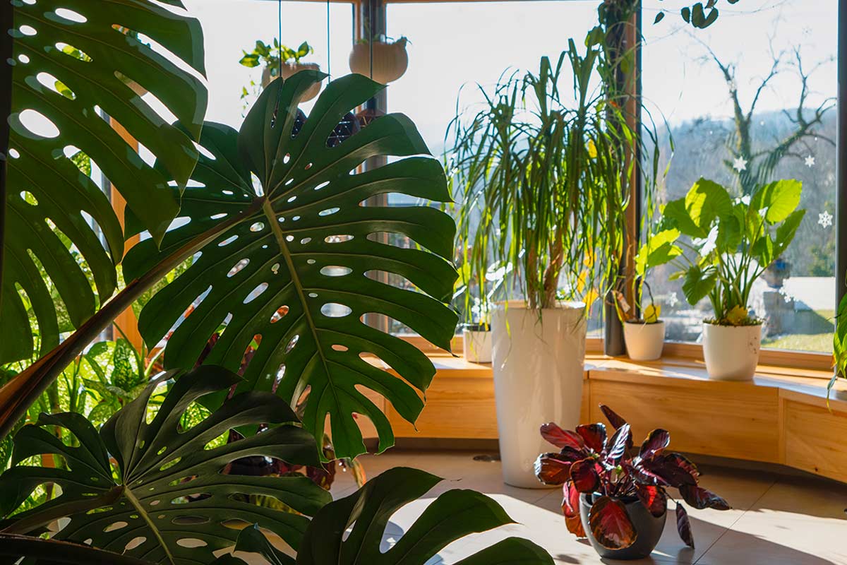 Monstera con fogli enormi