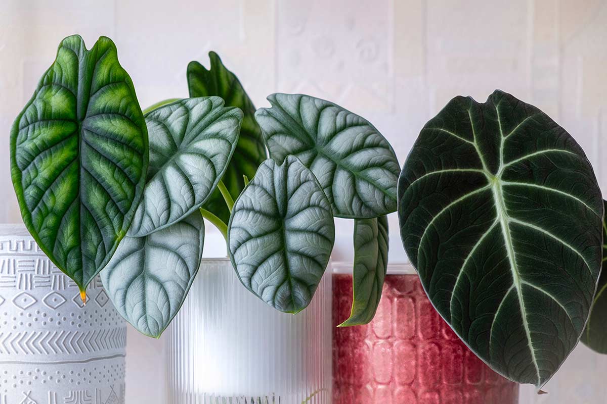 Alocasia Silver Dragon in vaso sopra un mobile