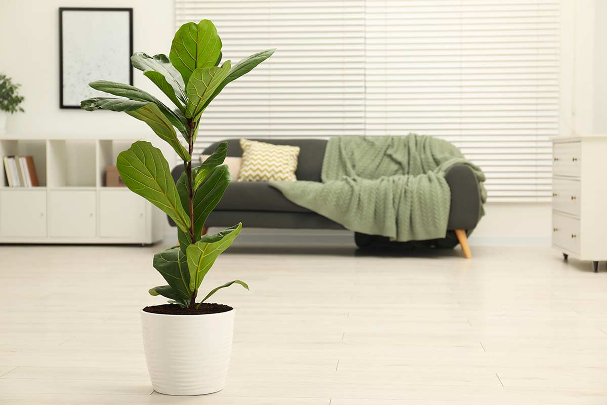 Grande Ficus Lyrata in un vaso bianco in mezzo al soggiorno