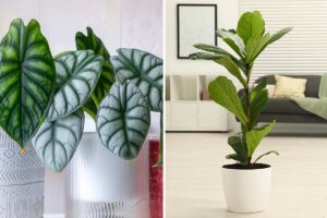 Le piante star del 2026