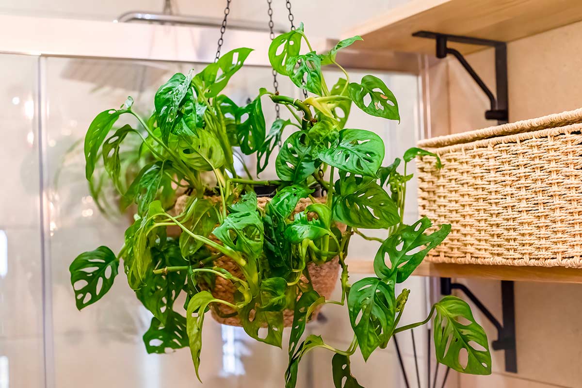 Pianta Monstera adansonii in vaso sospeso.