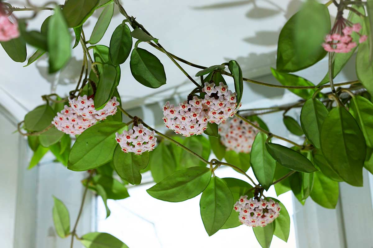 Fiori di Hoya carnosa su rami ricadenti vicino a una finestra.