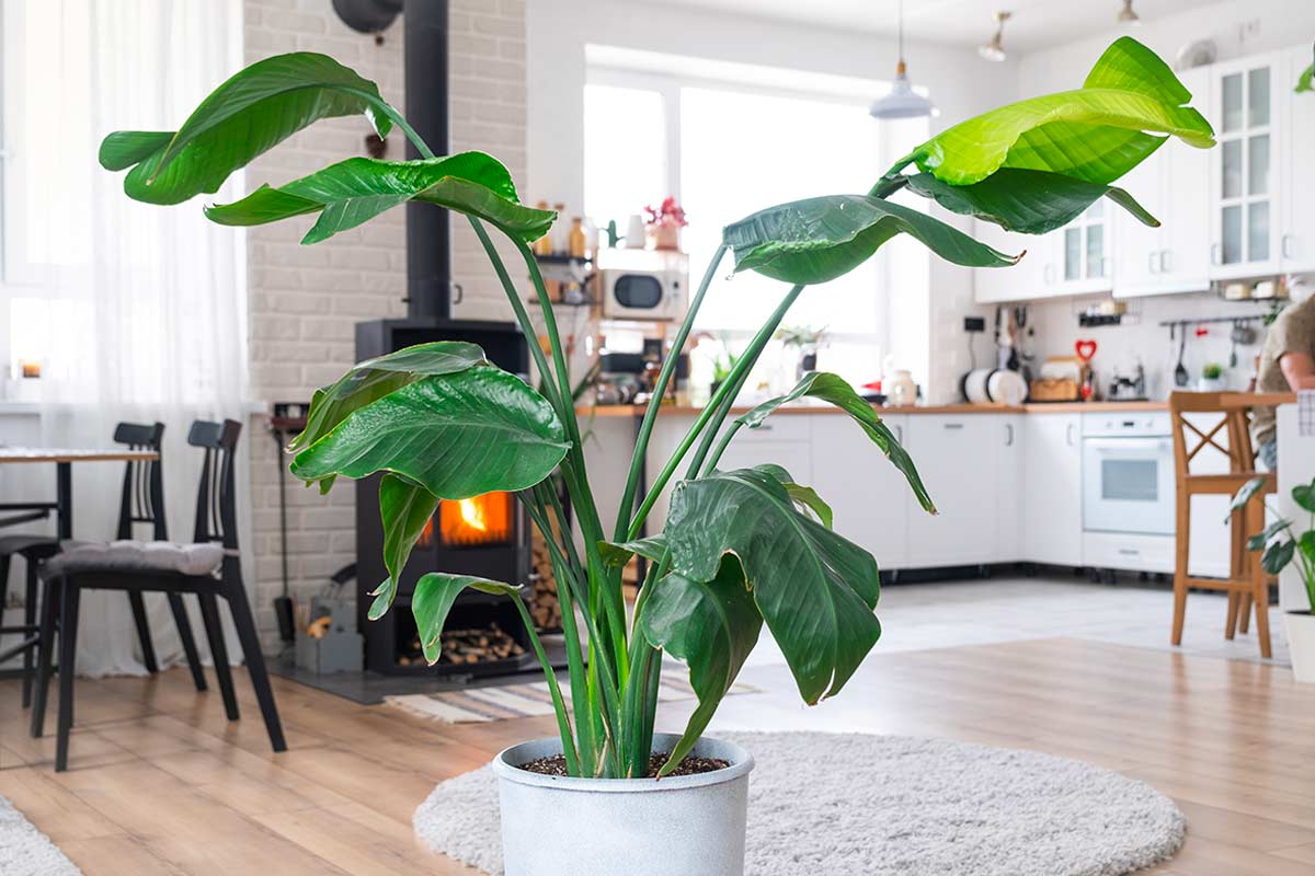 piante trendy 2026, living in stile biophilic