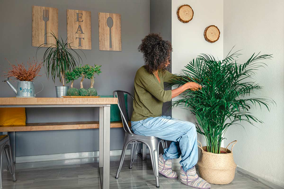 Donna che cura una palma Areca in soggiorno, la pianta umidificatrice naturale ideale per combattere l’aria secca in casa durante l’inverno