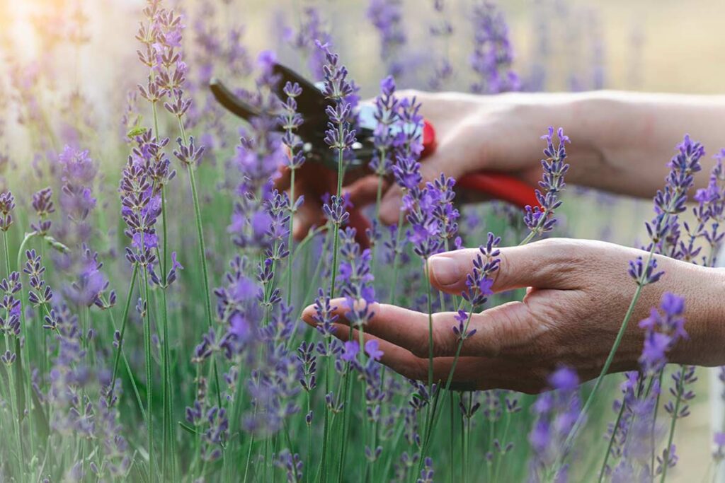 Potatura della lavanda a fine inverno: il taglio preciso per evitare che la base diventi legnosa