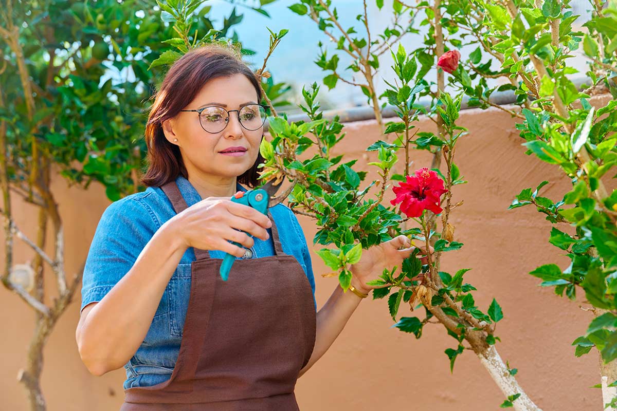 Un donna sta potando una pianta di Ibisco nel suo giardino.