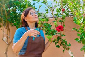 Donna sta cercando di potare una pianta di Ibisco