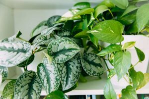 Pothos variegato appeso ad una mensola