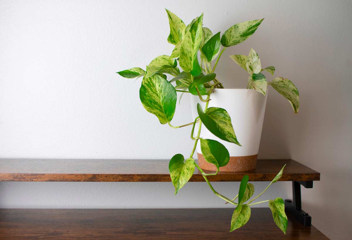 Pothos Marble Queen poggiato sopra ad una mensola in legno.