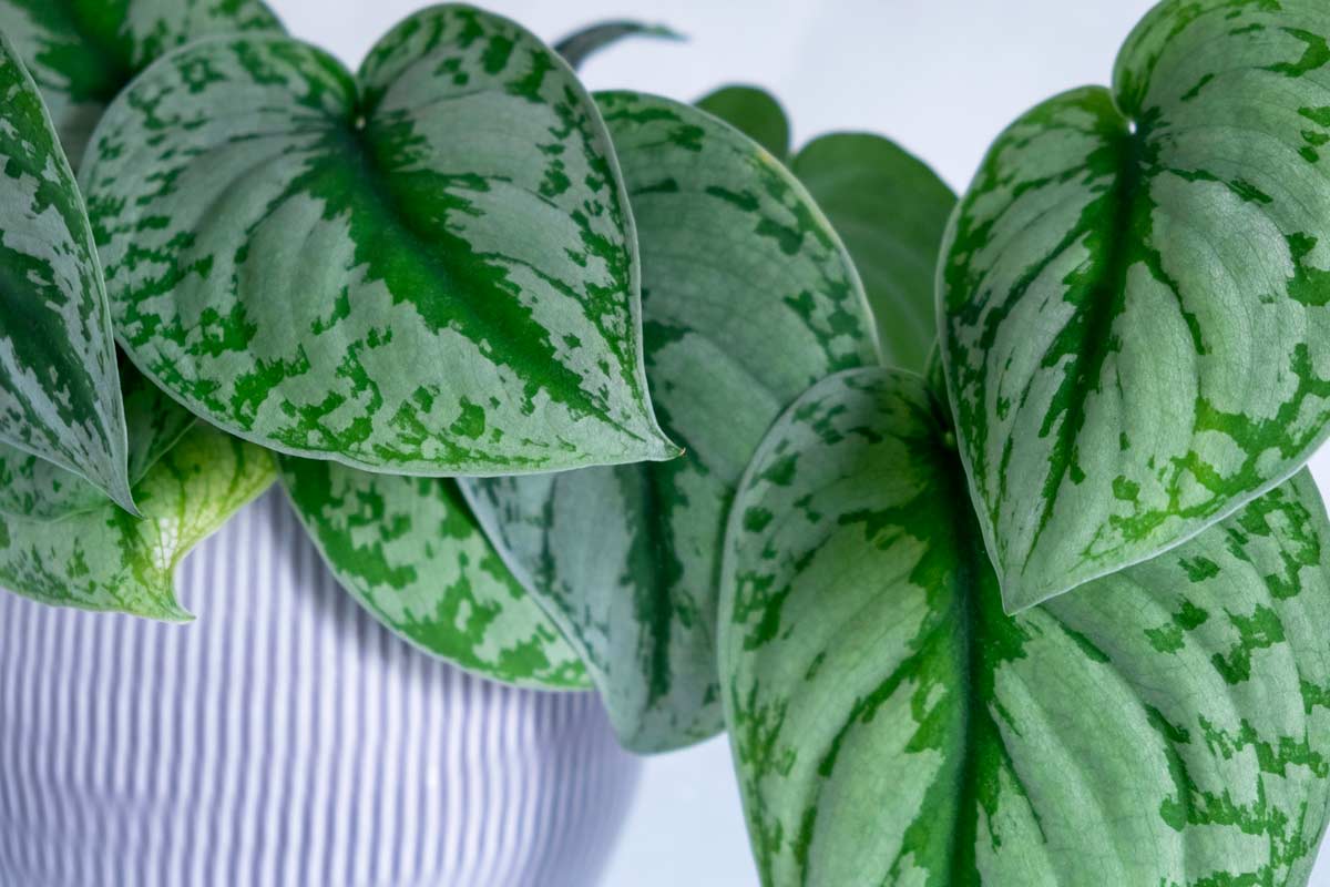 Scindapsus Pictus Exotica