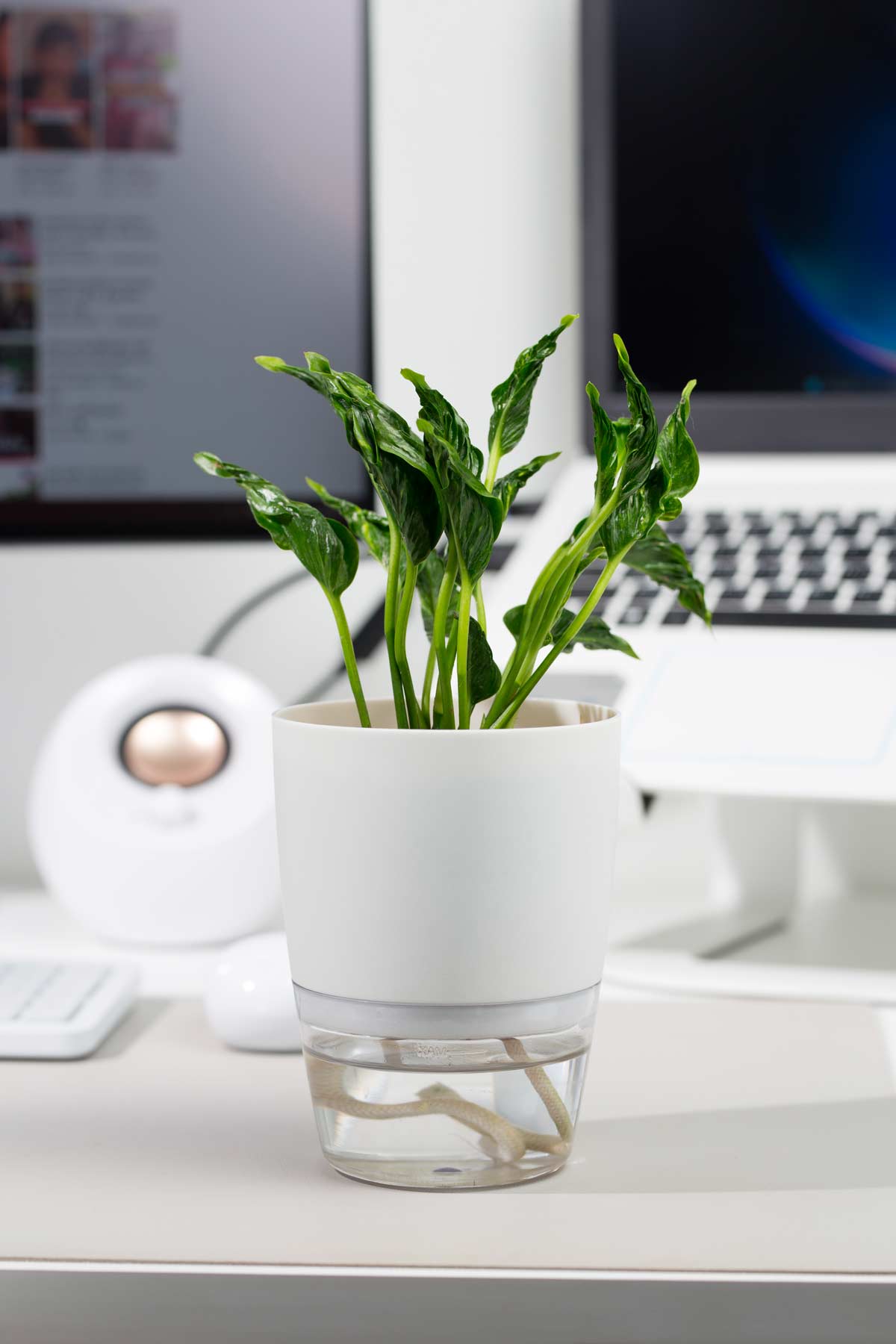 Epipremnum Shangri-La