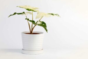 5 piante simili al Pothos variegato