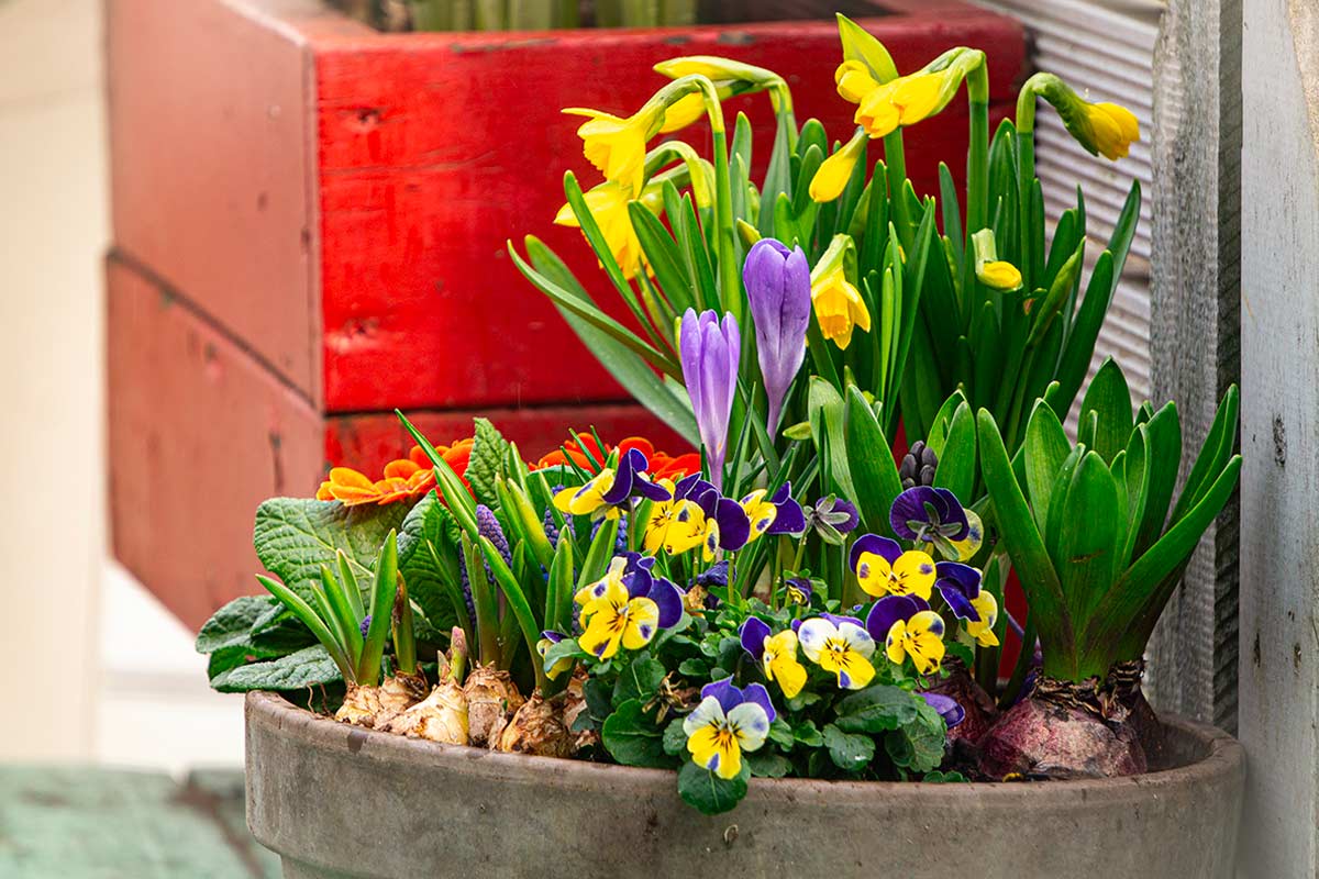 Preparare le fioriere per marzo