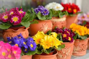 Primule e viole come pulirle per prolungare la fioritura