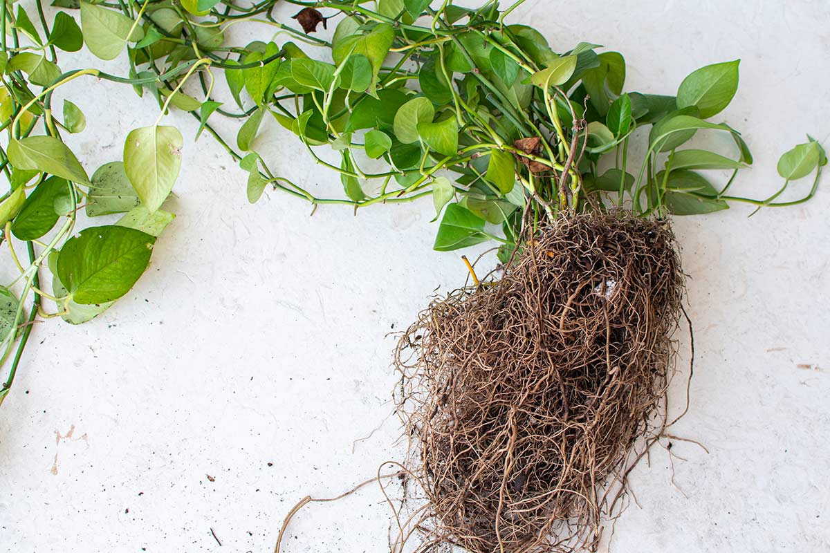 Pothos con radici esposte su superficie