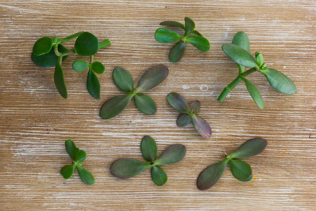 Basta buttare i rami potati: come trasformare i resti del tuo Albero di Giada in 10 nuovi regali di design