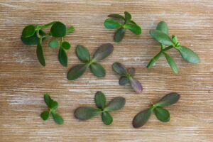 rami potati dell'albero di giada
