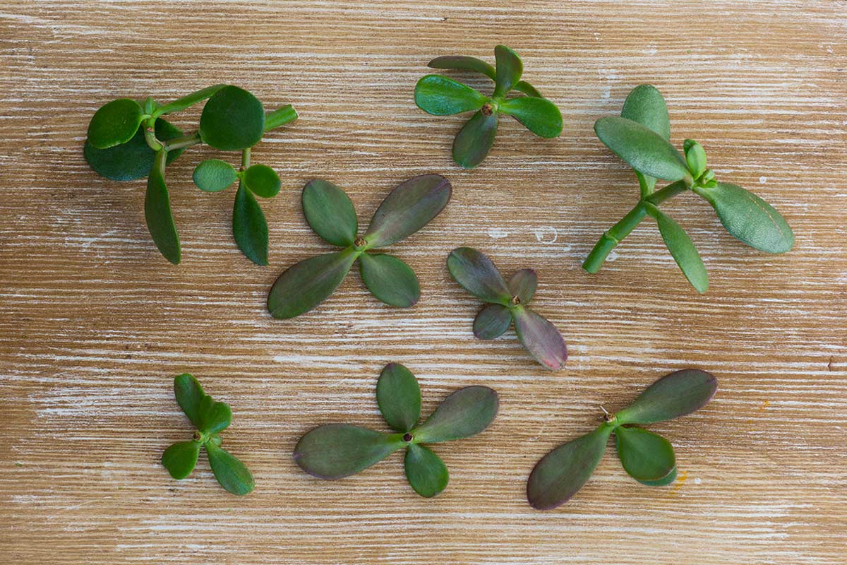 rami potati dell'albero di giada